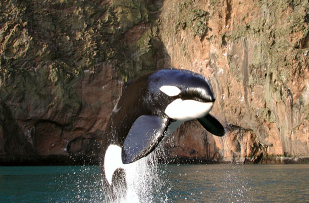 Toy Killer Whale Keiko