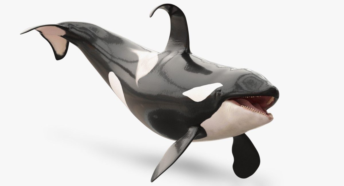 Кит Касатка строение