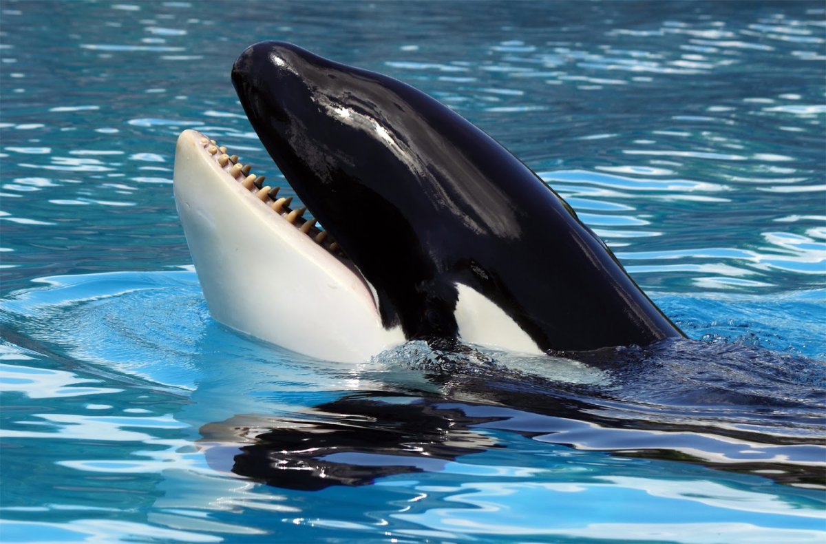 Кейко кит убийца