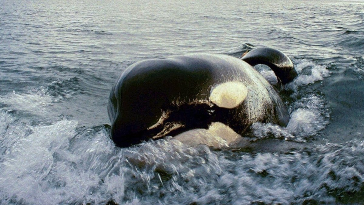 Обложка для двд косатка 2015