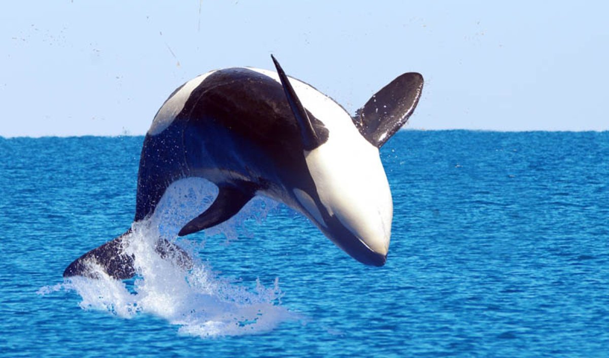 Кит черно белый