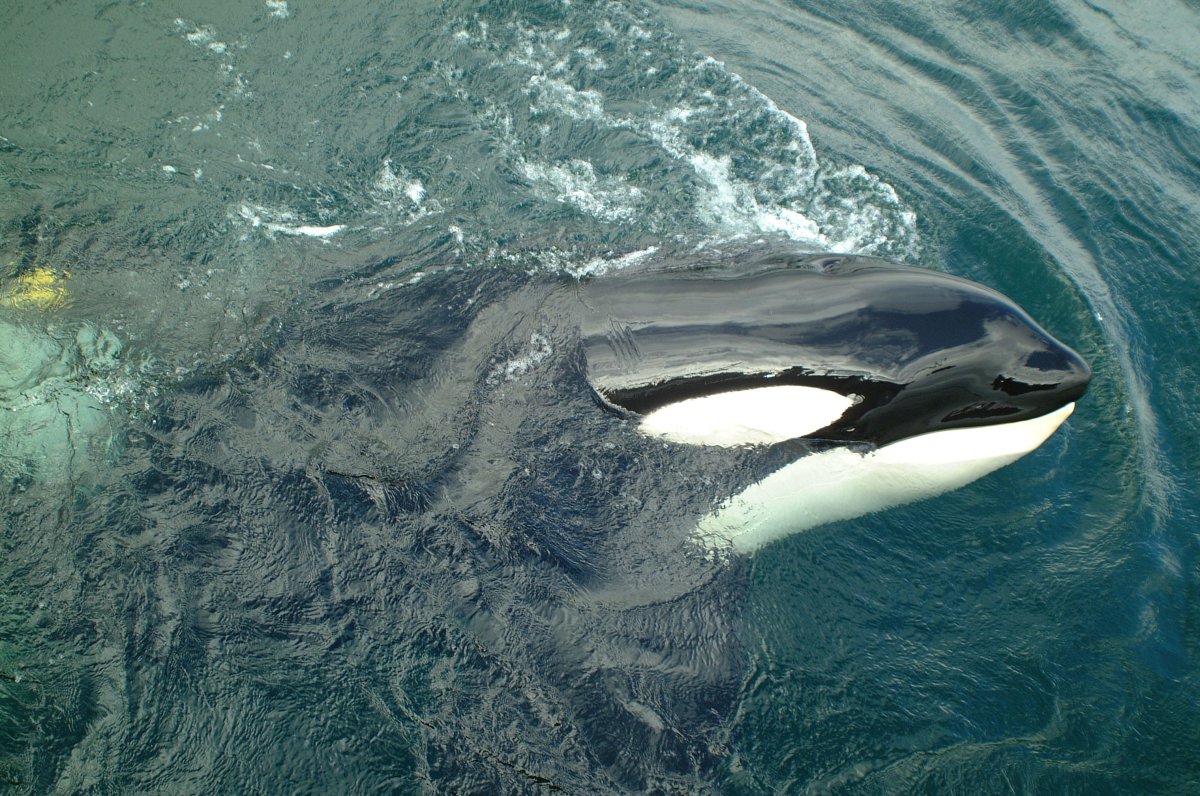 Кейко Касатка памятник