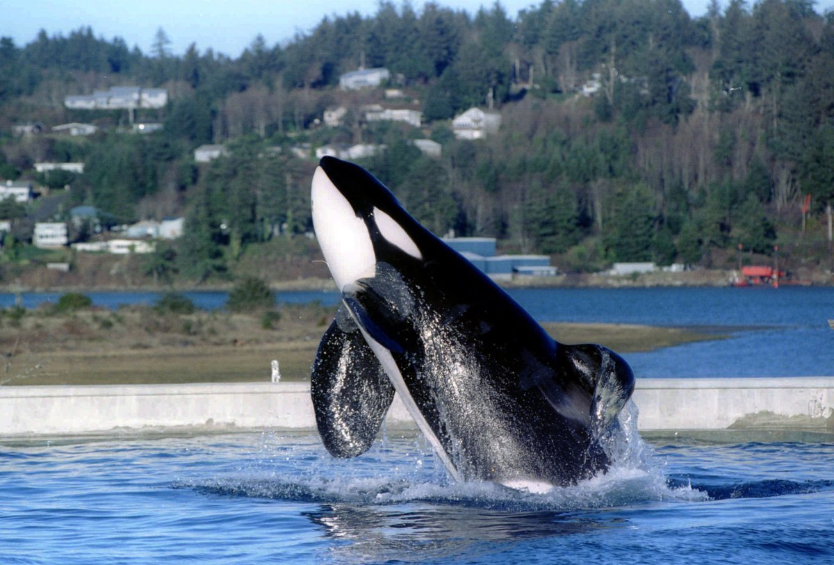 Касатка Кейко