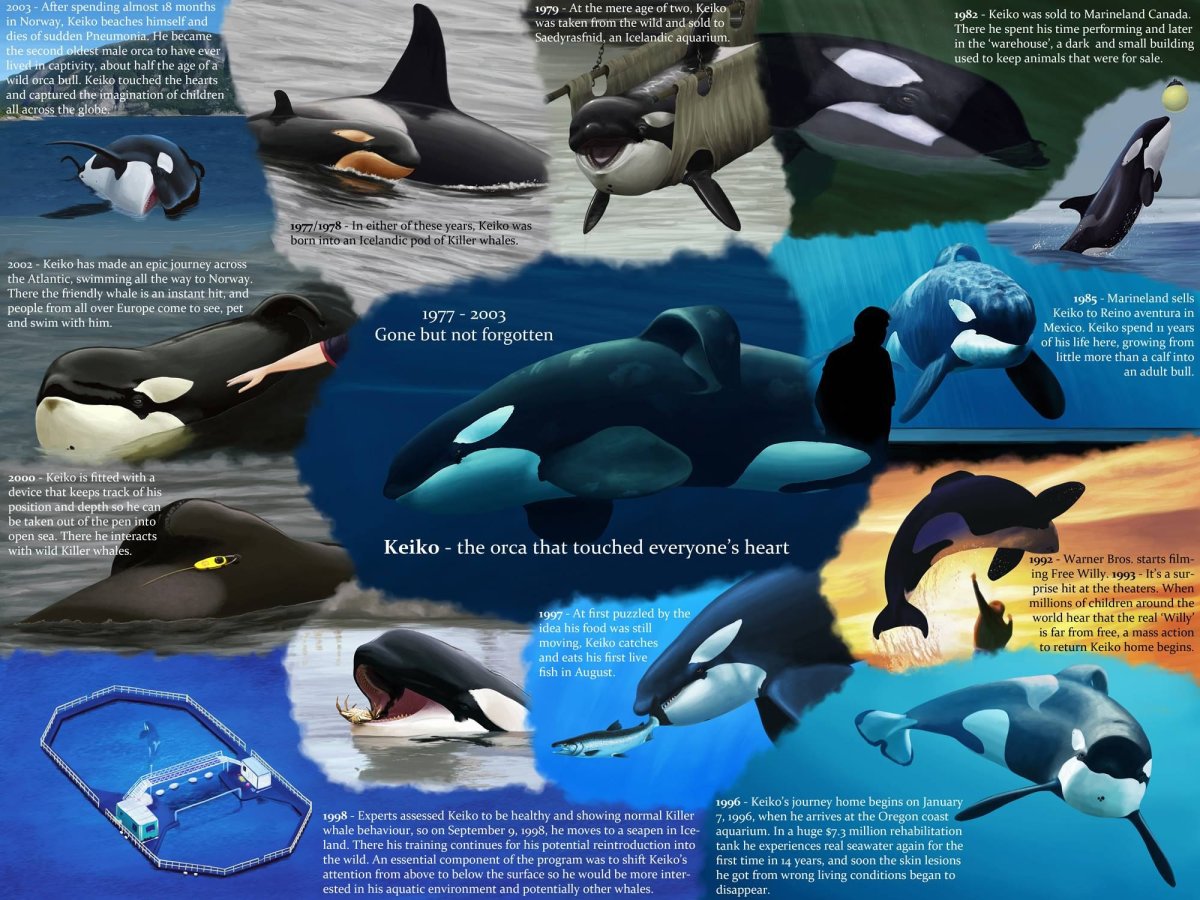 Касатка Вилли Кейко