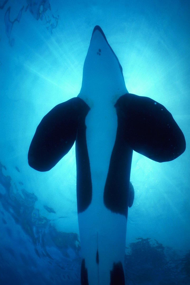 Дельфин Кейко