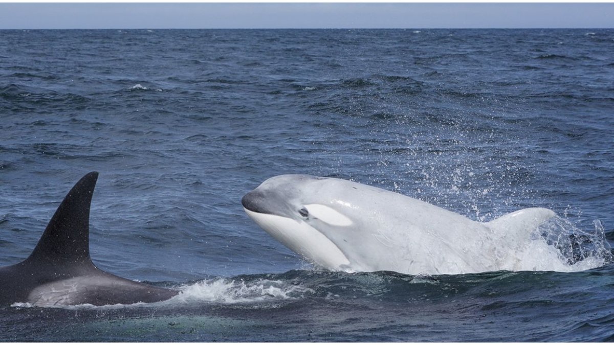 Памятник касатке Вилли Кейко