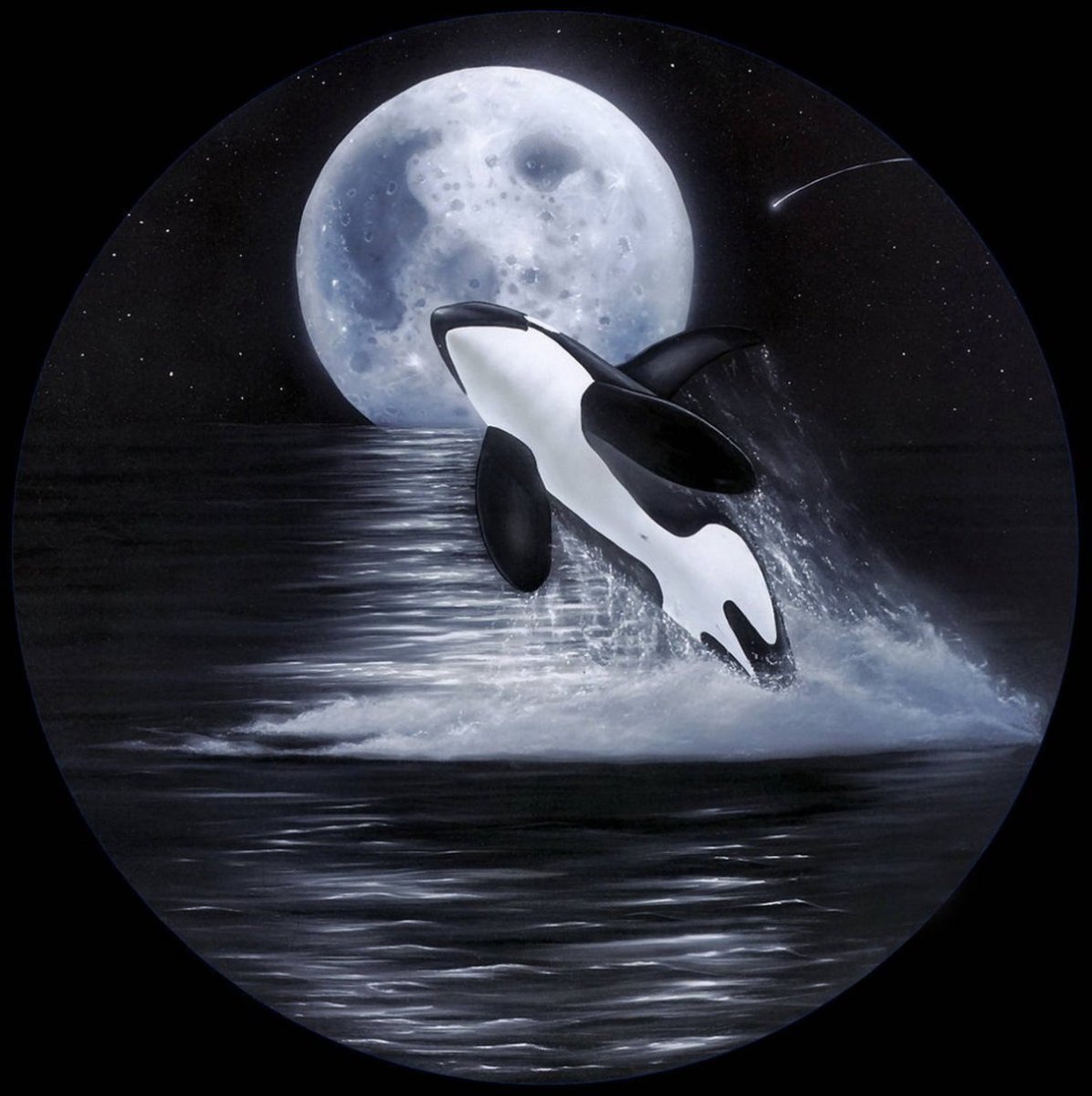 Killer Whale SEAWORLD