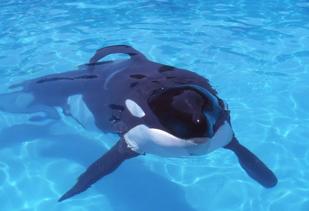 Вилли Кейко