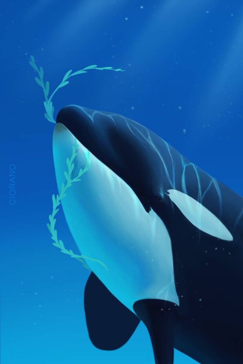 Касатка это кит или Дельфин