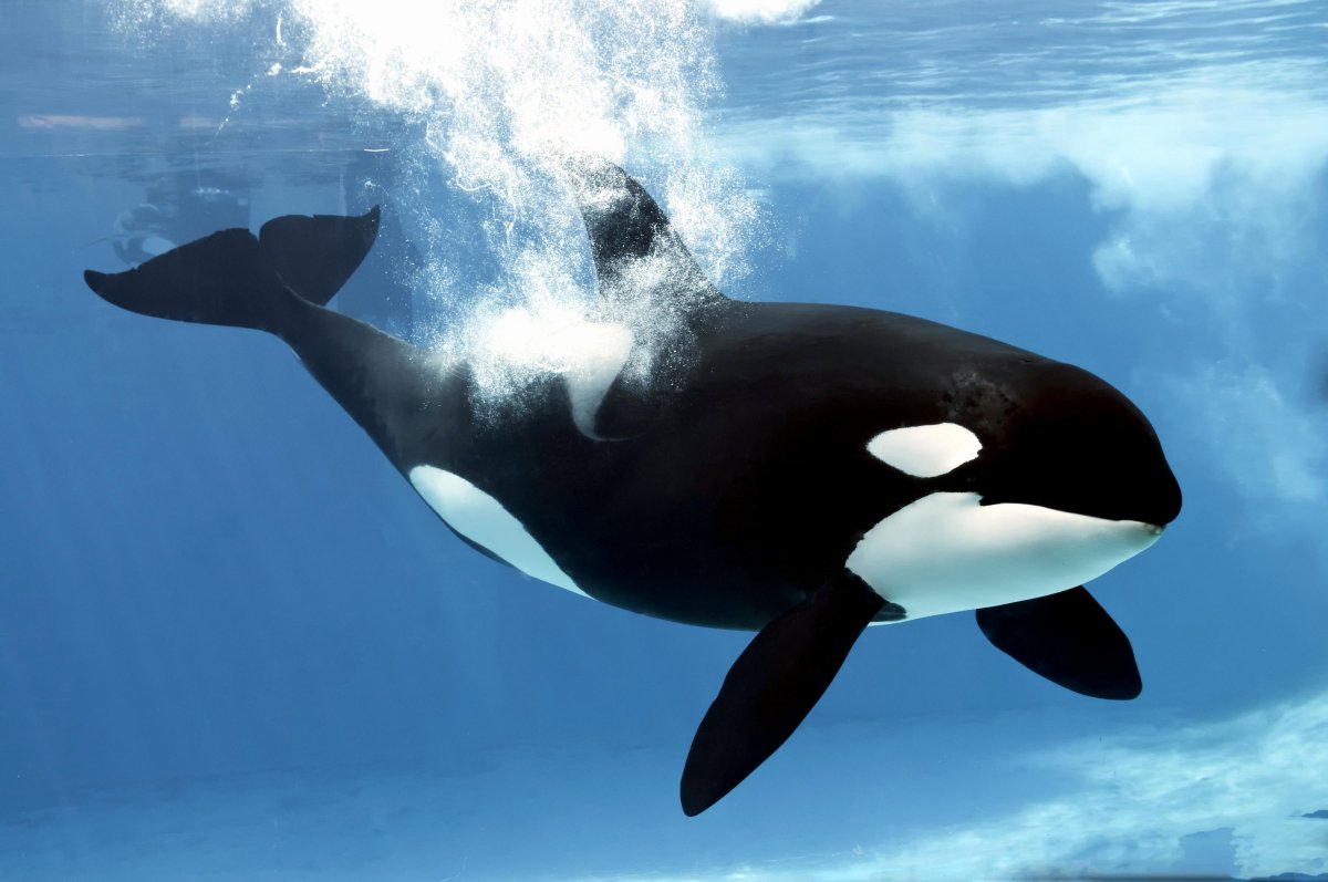 Касатка полимерная глина