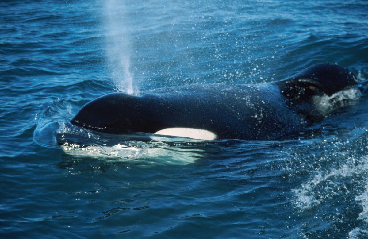 Памятник касатке Вилли Кейко