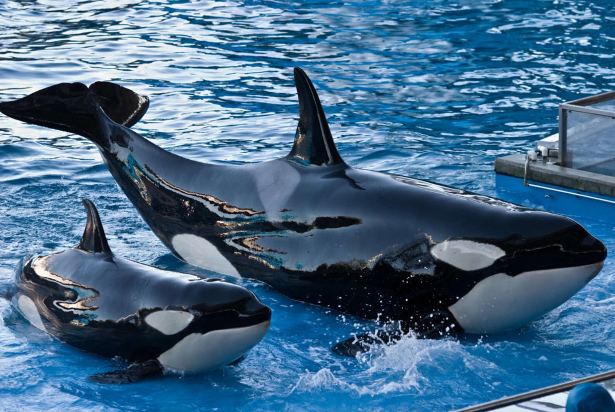 Касатка на закате