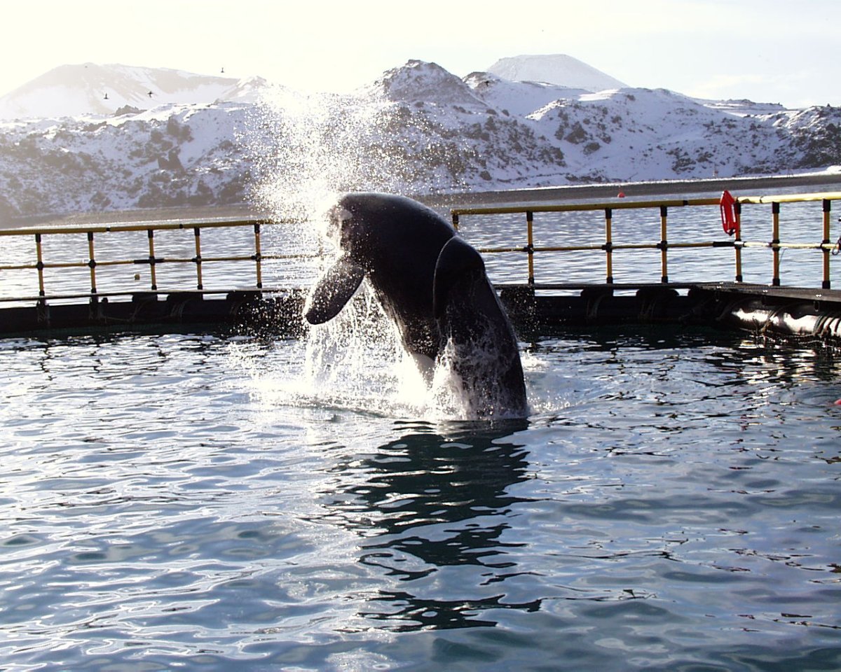 Касатка самец