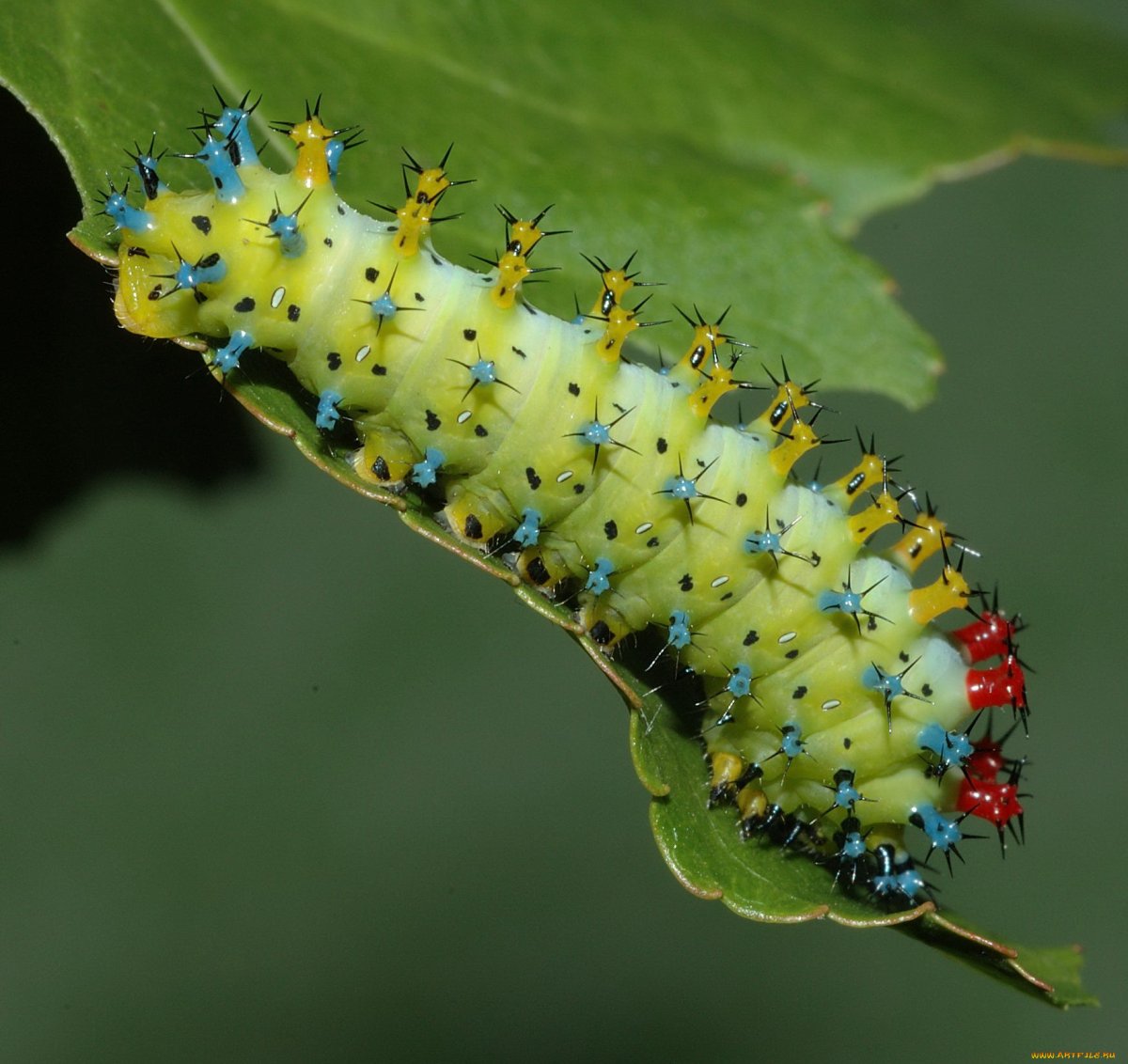 Гусеница Катерпиллер бабочка