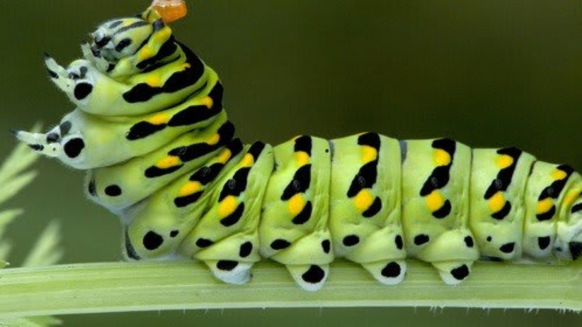 Анатомия гусеницы