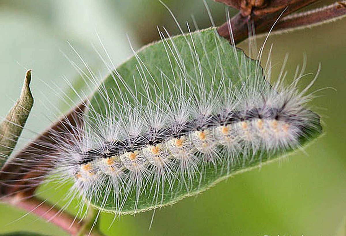 Американская белая бабочка Hyphantria cunea