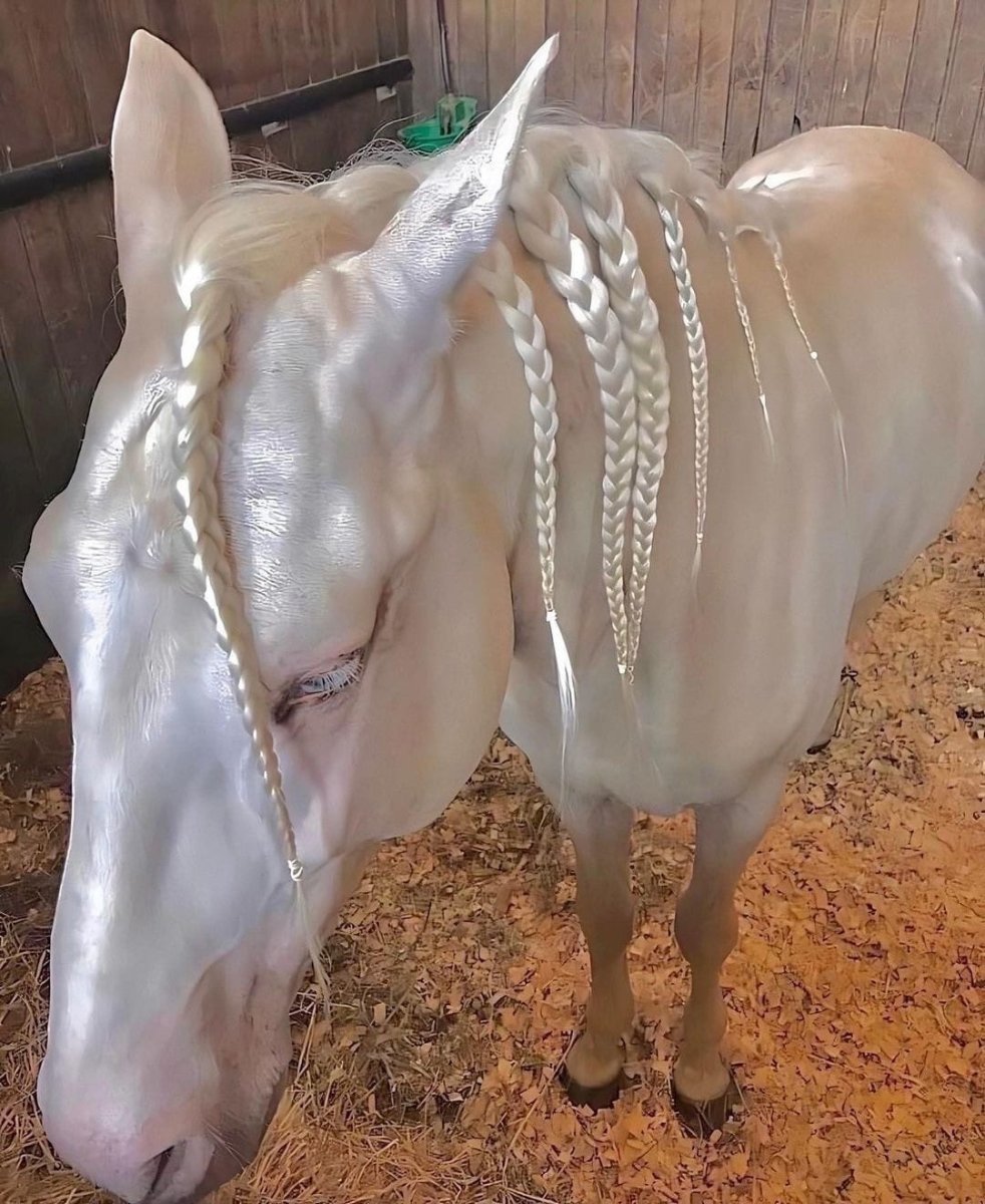 Ахалтекинская лошадь Изабелловая масть