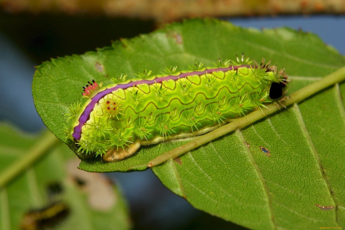 Гусеница бабочки пестрянки