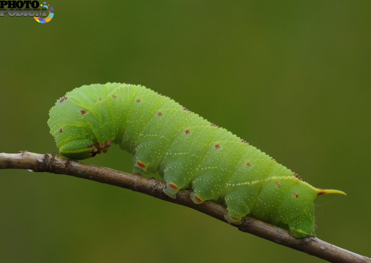 Hyalophora Cecropia гусеница
