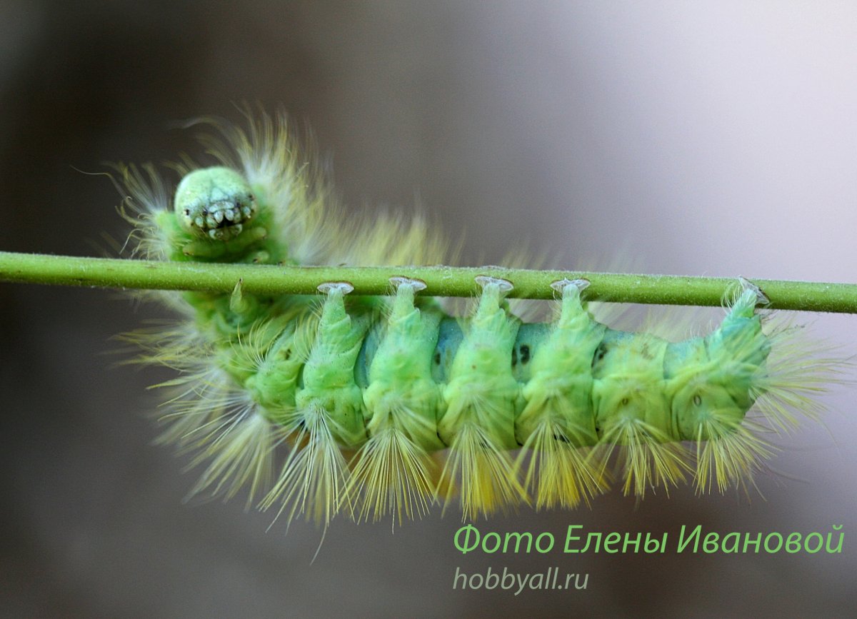 Мохнатая гусеница мухоловка