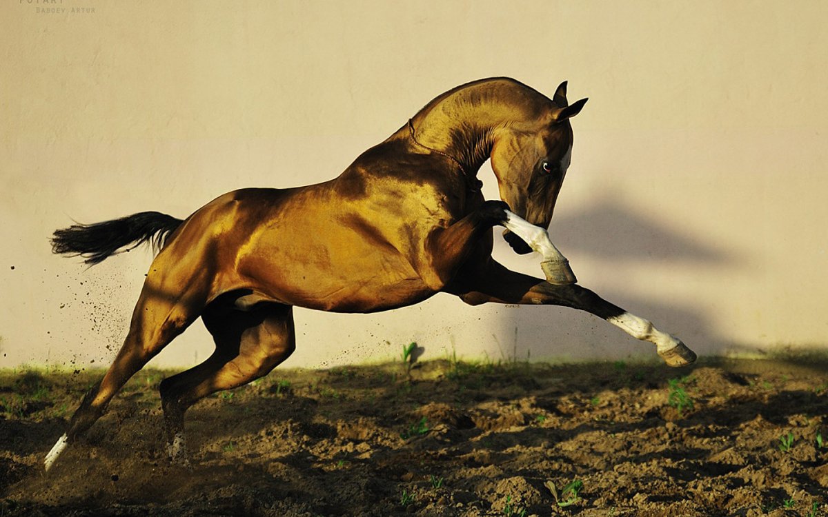 Ахалтекинец лошадь