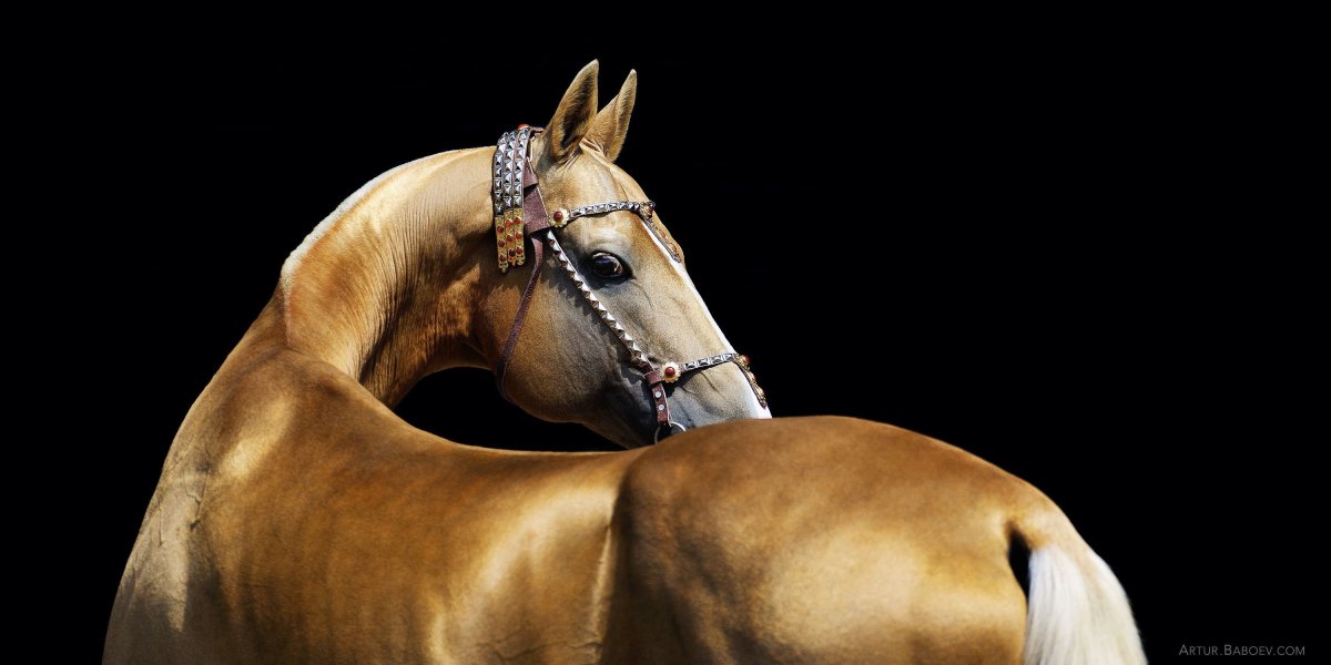 Артур Бабаев Ахалтекинцы