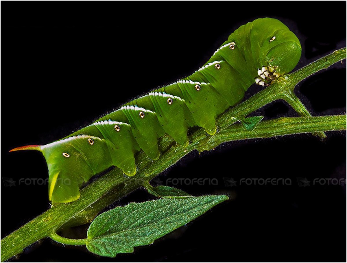 Hornworm Caterpillar