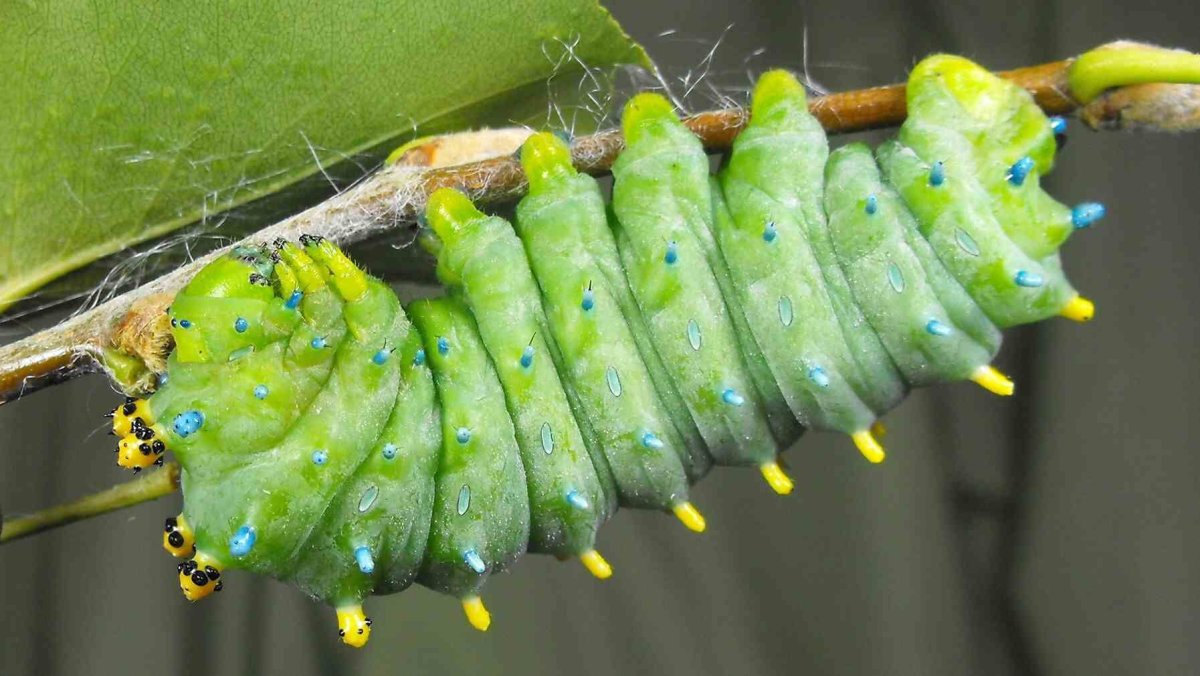 Уссурийский толстотел гусеница