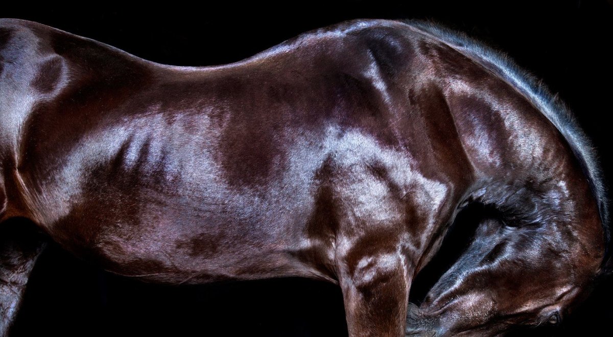 Блестящая лошадь