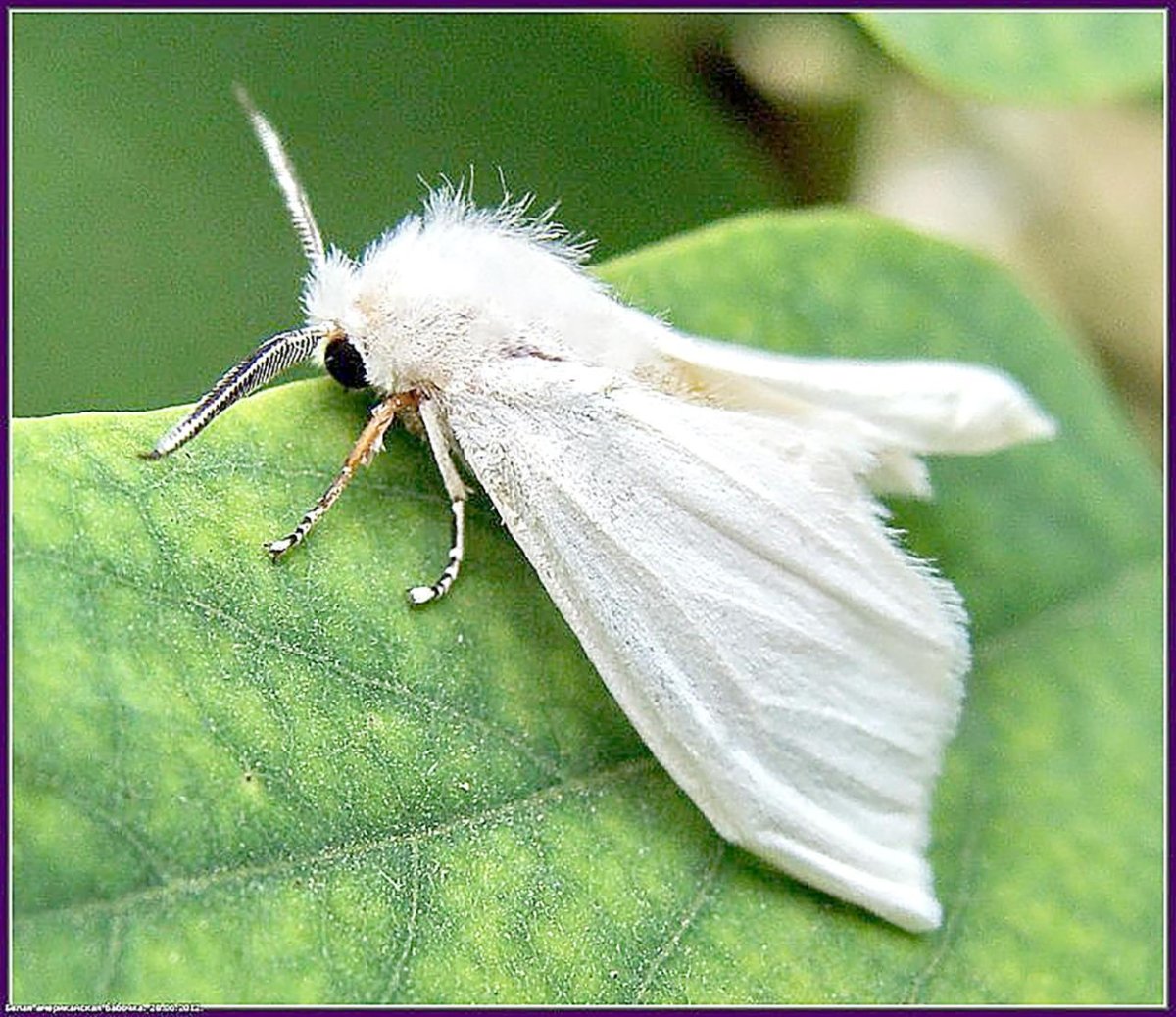 Американская белая бабочка Hyphantria cunea