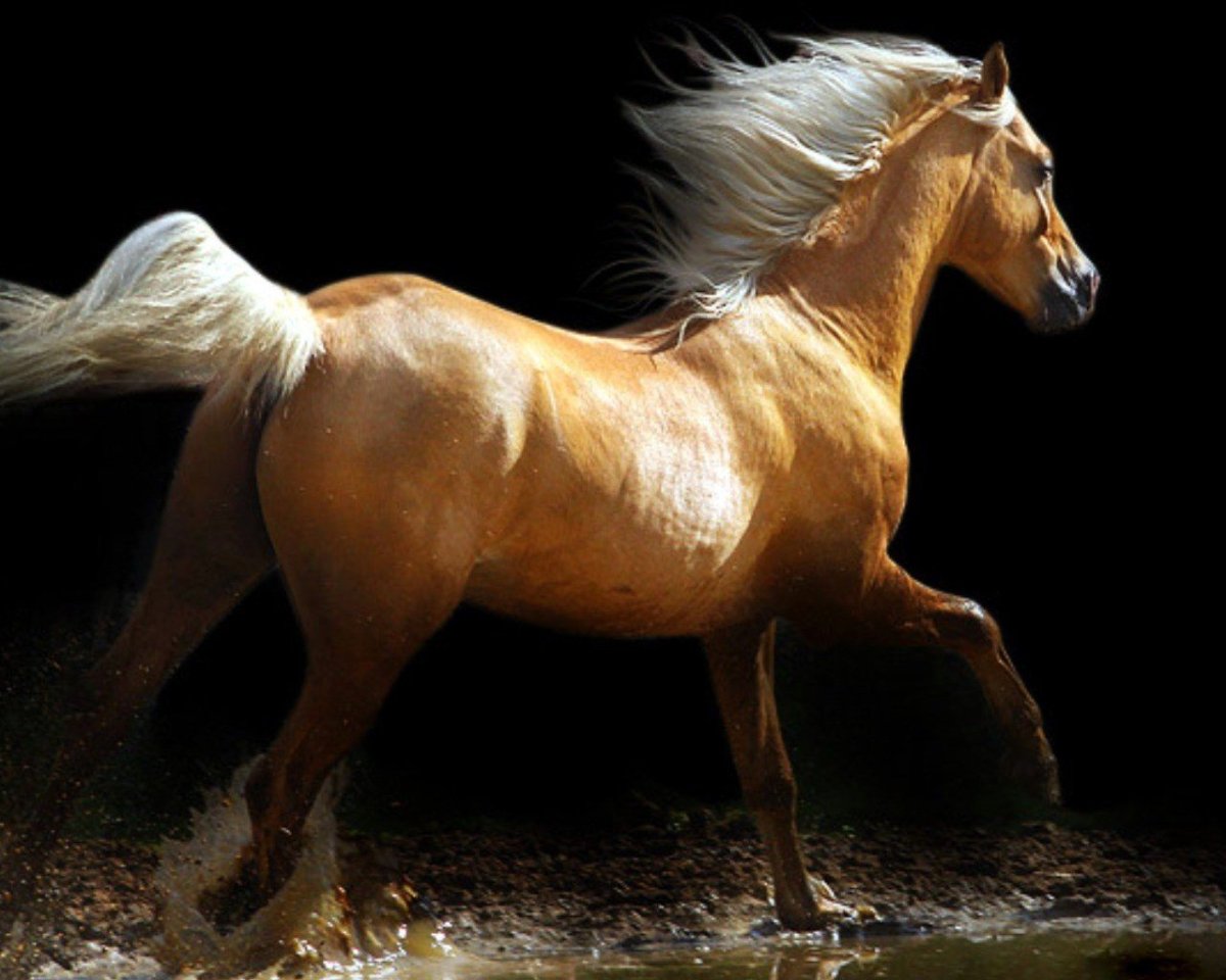 Лошадь породы Мустанг