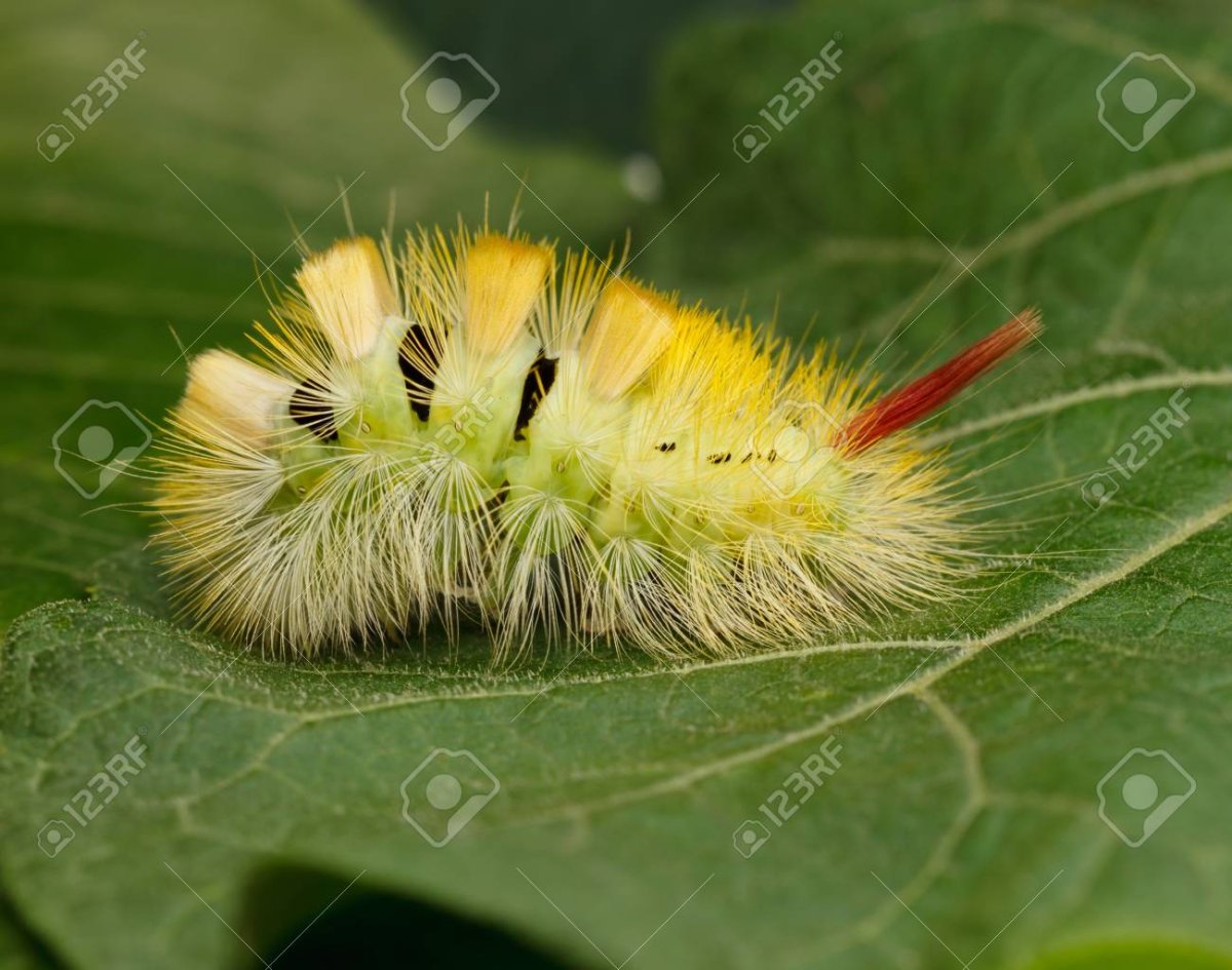 Желтая гусеница Катерпиллер