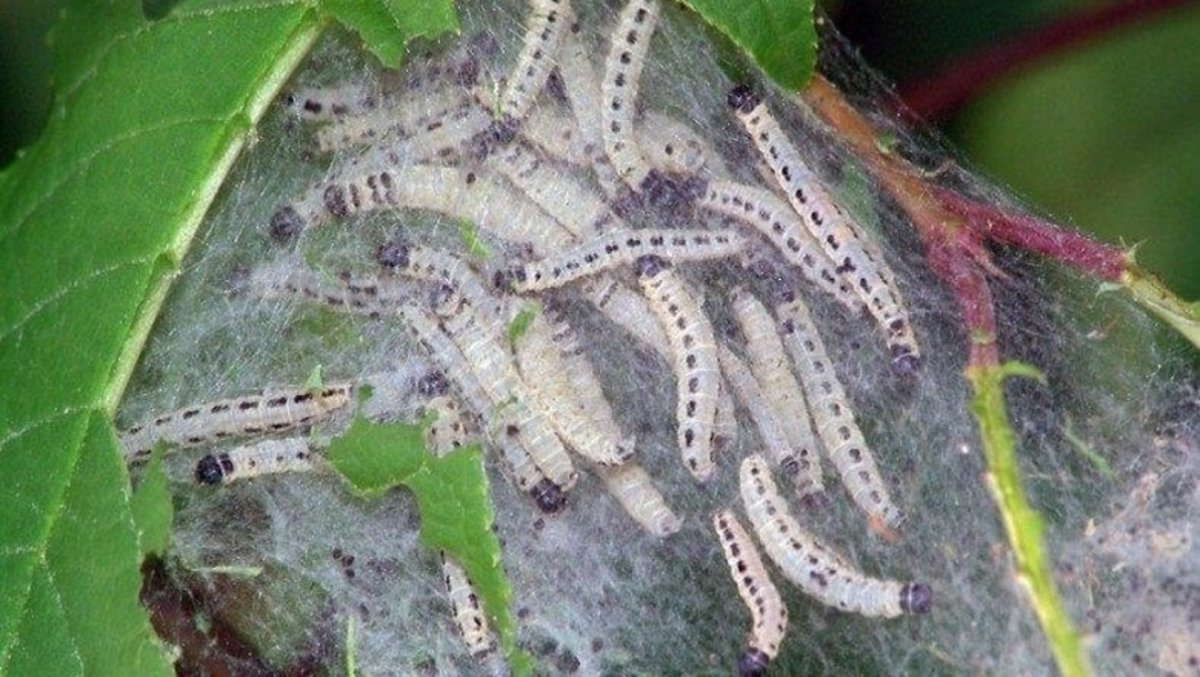 Hawk Moth Caterpillar гусеница