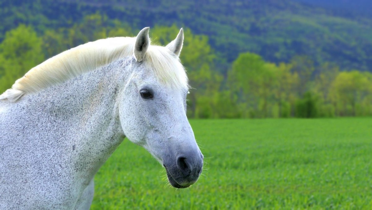 White mare