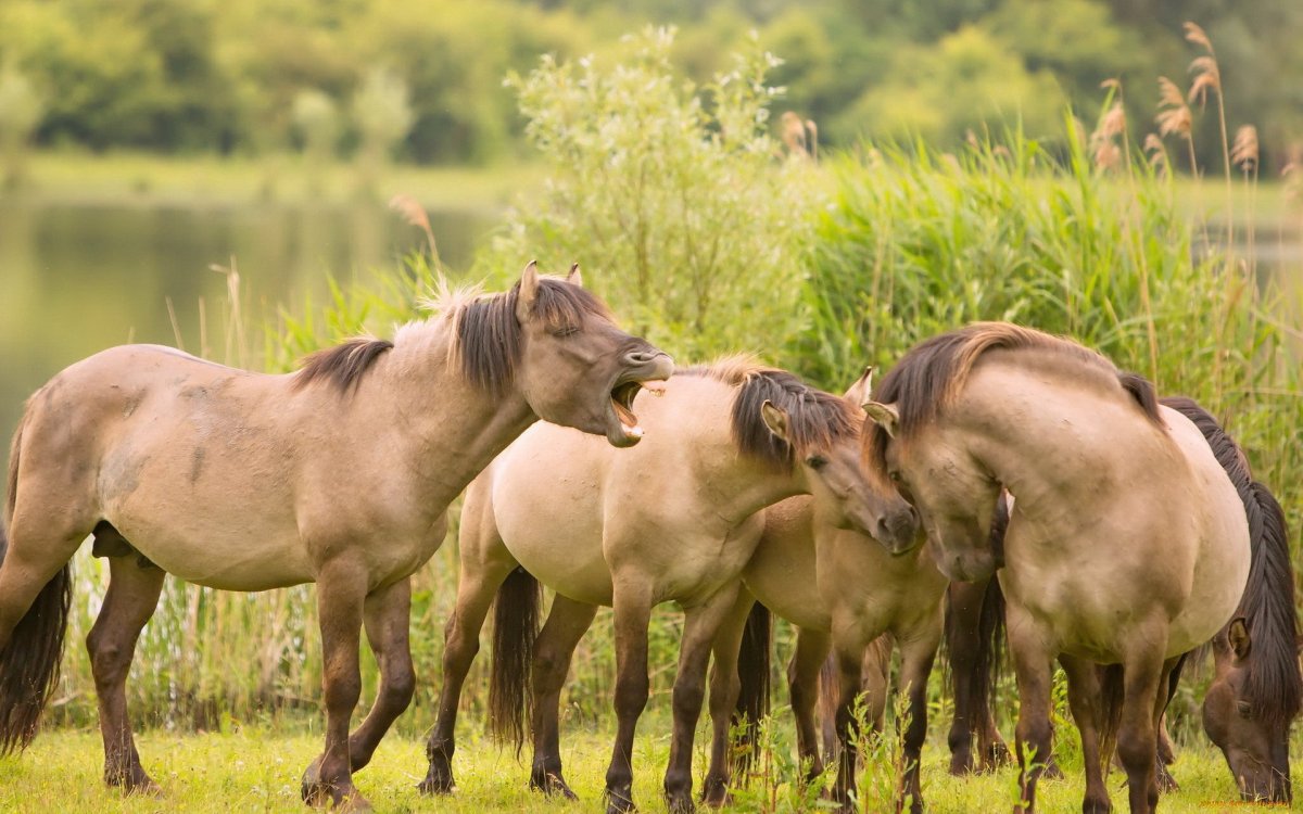 Беременные животные лошадь