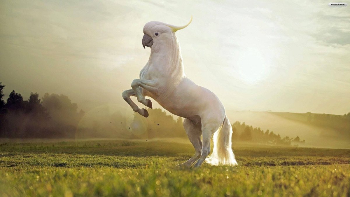 Смешные гибриды животных