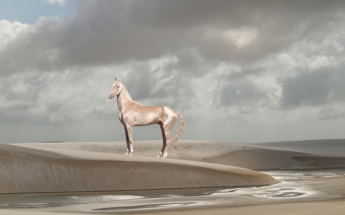 Ахалтекинская лошадь Изабелловая масть