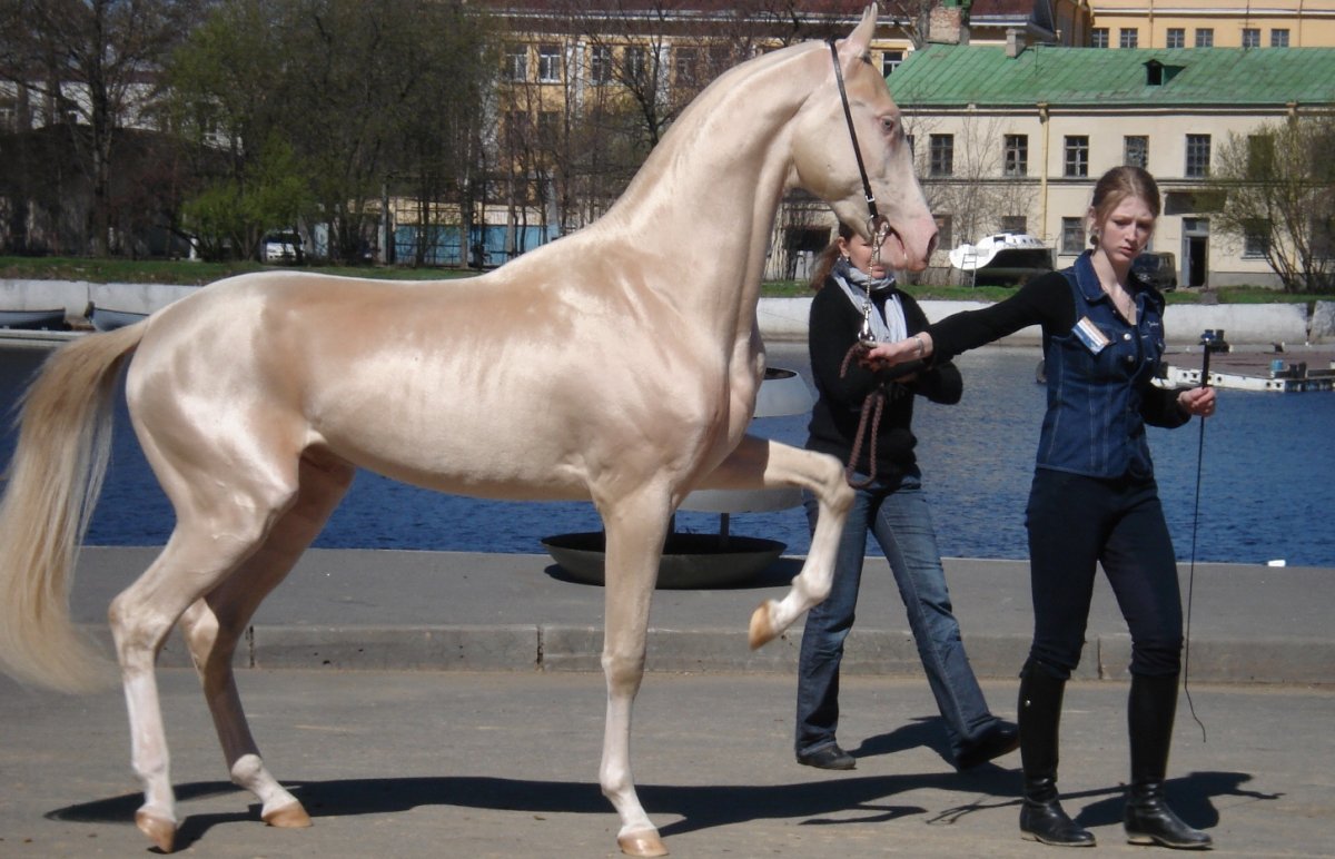 Изабелловая Ахалтекинская лошадь