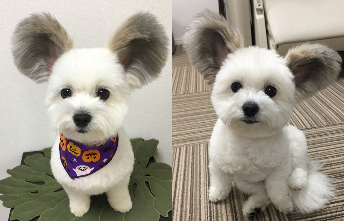 Микки порода собак