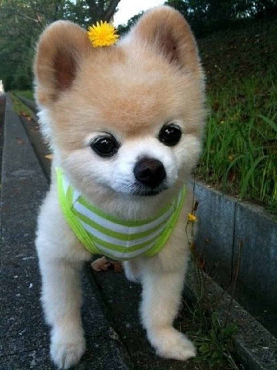 Японская собака Шунсуке