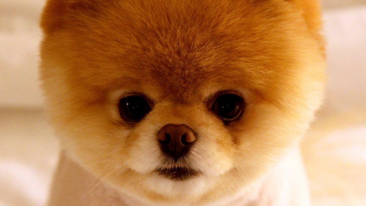 Фото собаки шпица построенного как у знаменитой собаки из США