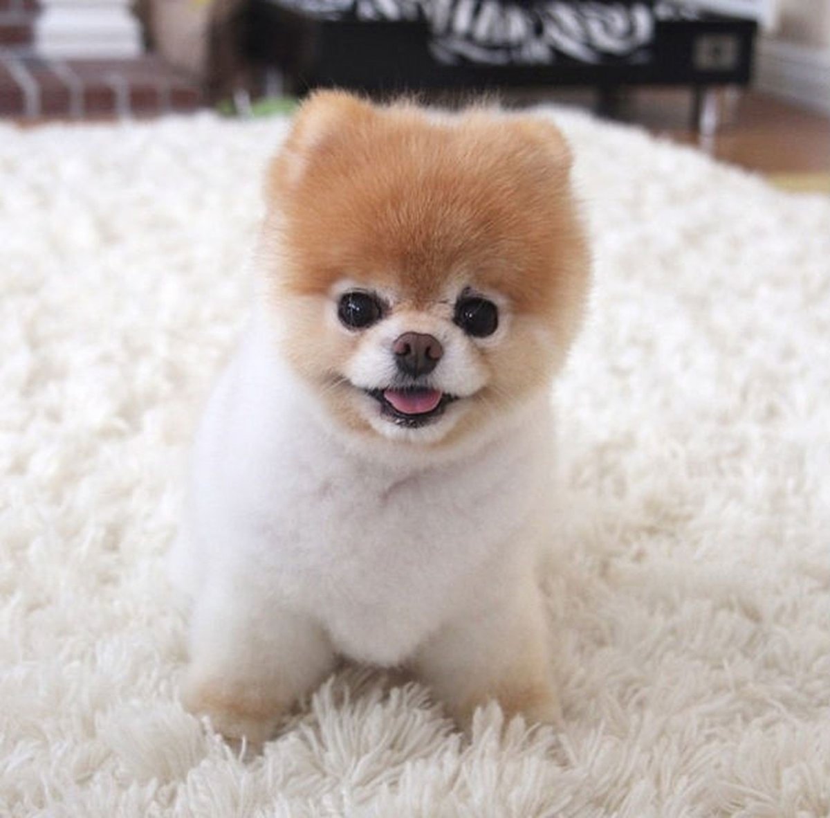 Померанский шпиц стриженный