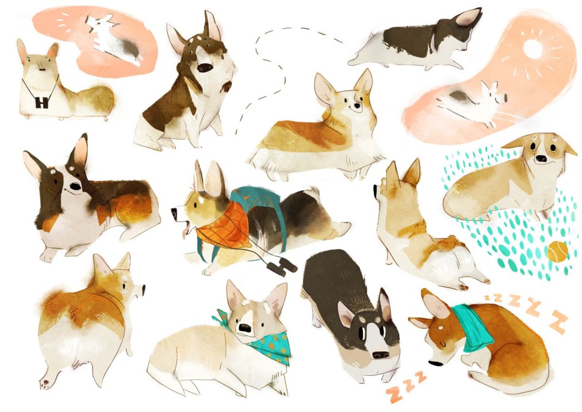 Референс собаки корги