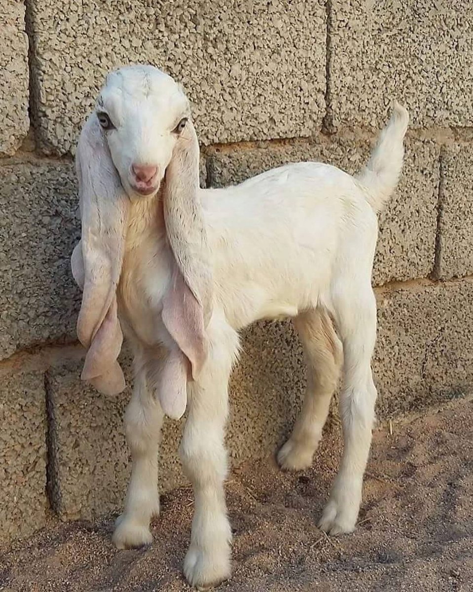 Козел Шами фото с человеком