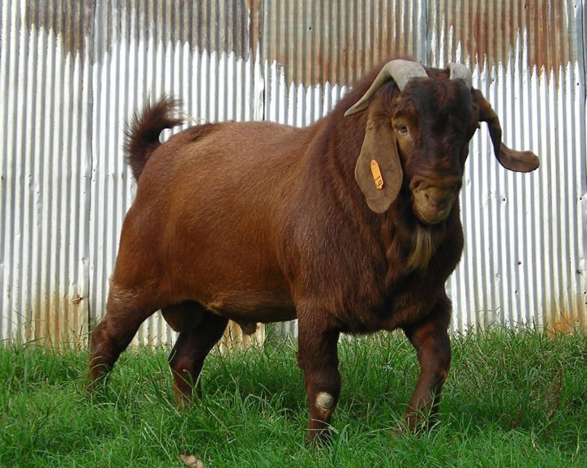 Дамасская коза шами