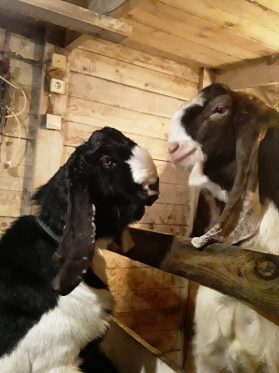 Аннинская порода коз