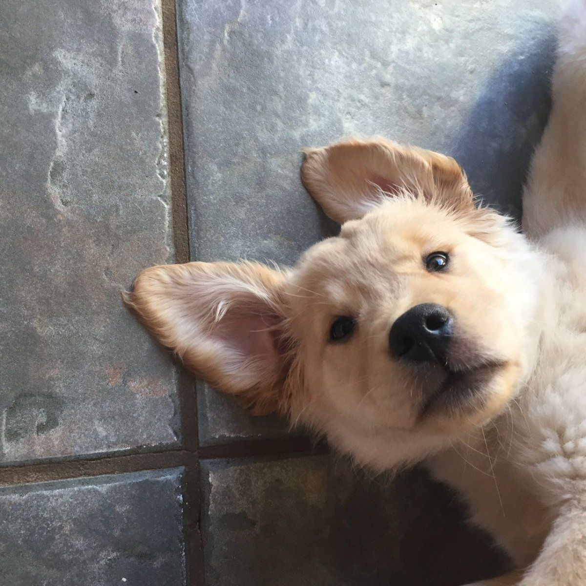 Древние предки современных собак