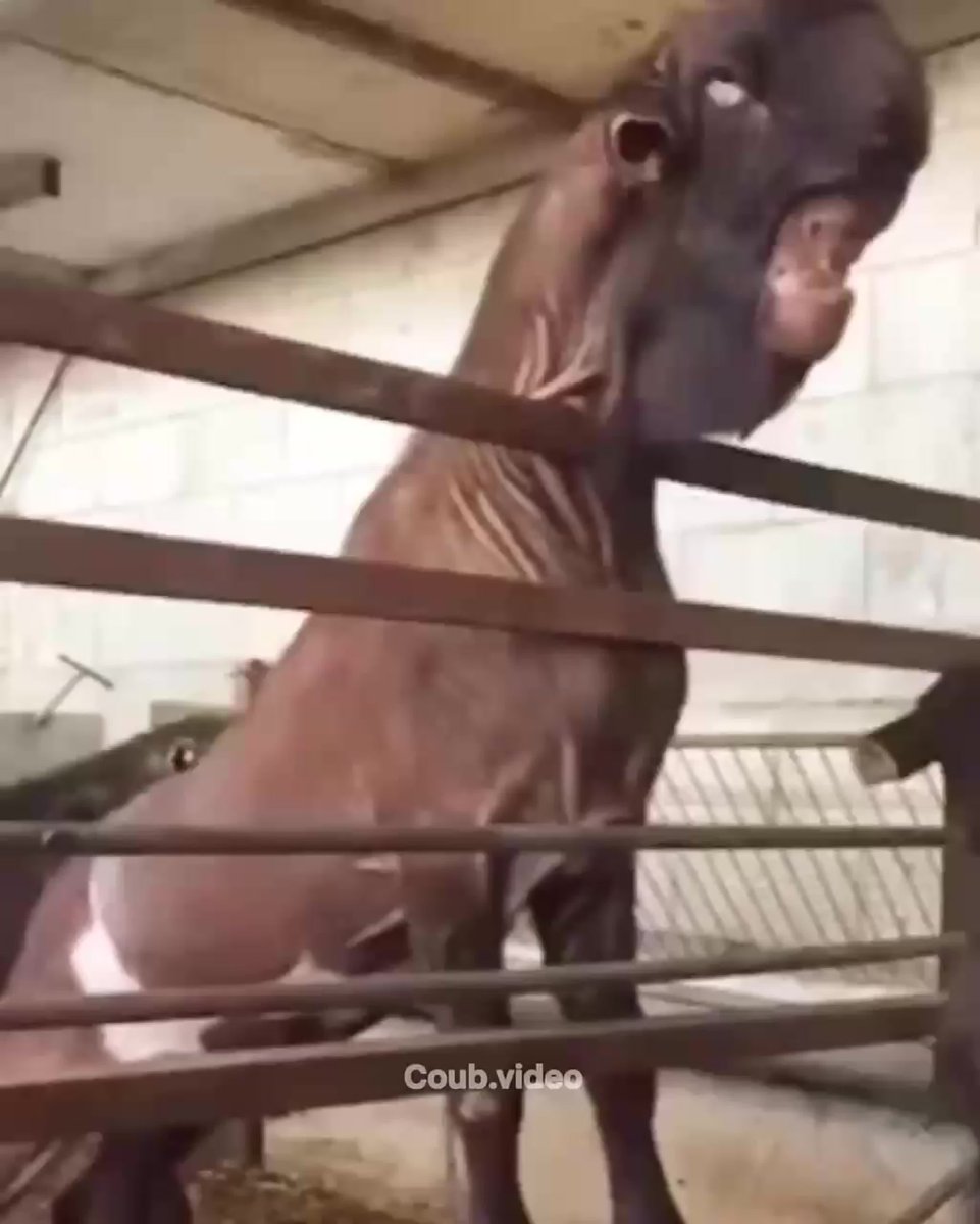 Калахари козы