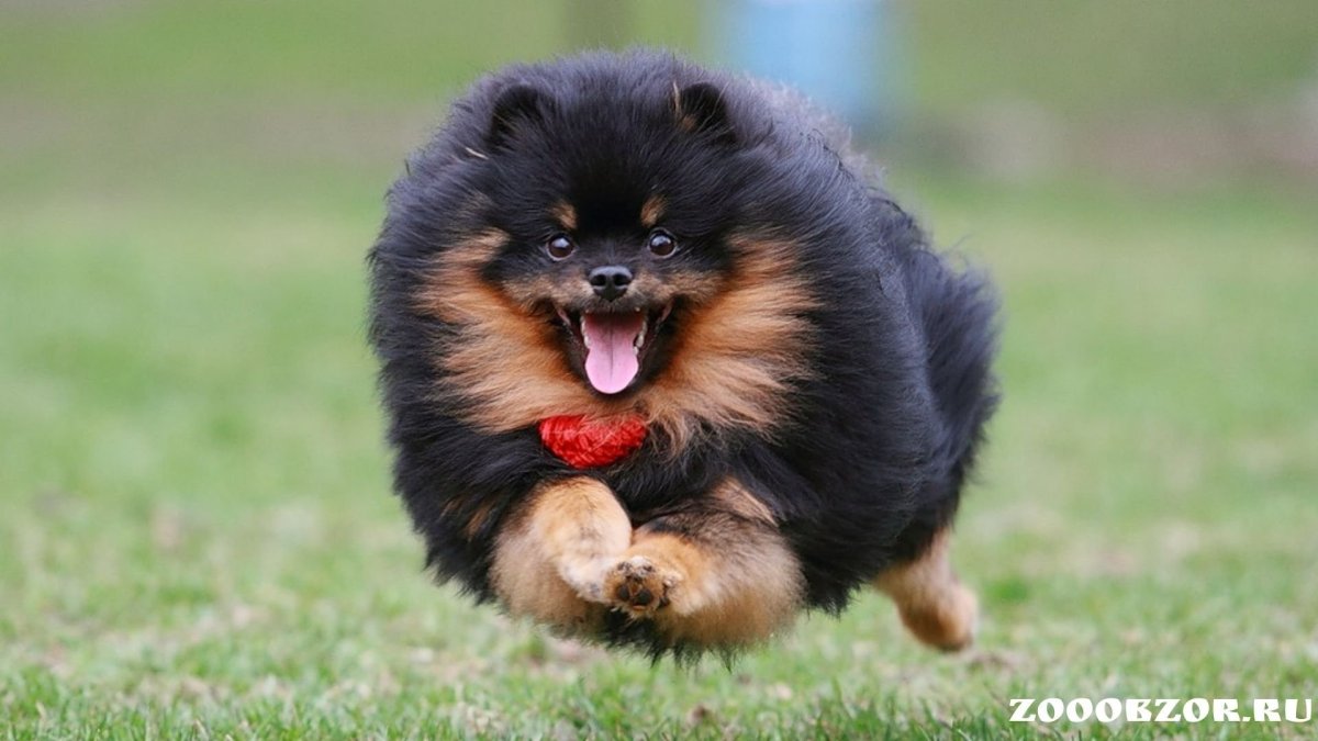 Тибетский шпиц