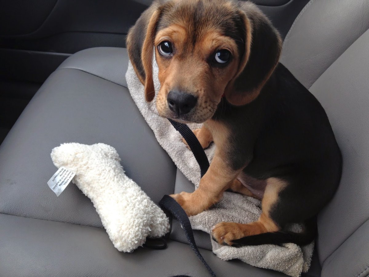 Дрессировка бигля фото